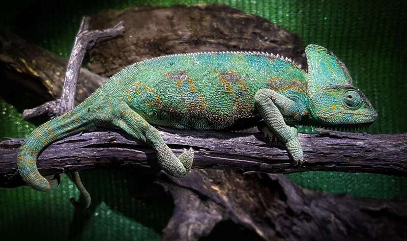 CamaleoÌn de Yemen / Jorge Saavedra